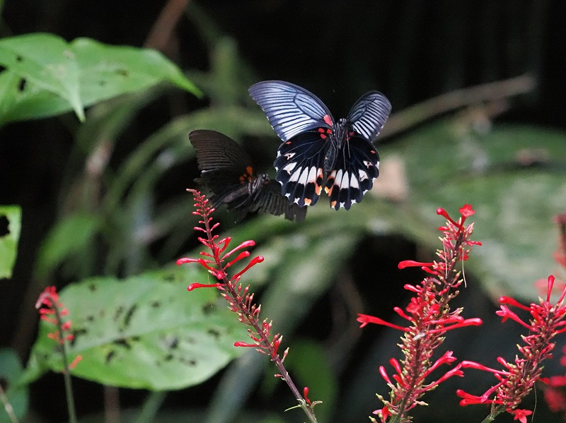 ナガサキアゲハ 主に沖縄県名護市 蝶 標本 昆虫